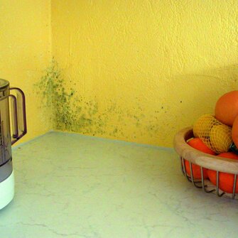 Fungus in residential premises - removal using ADLER SchimmelEX