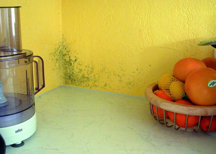 Remove fungus from the wall and prevent its formation